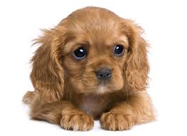 A cavalier king charles spaniel will typically stand between 12 to 13 inches at the shoulder and weigh between 10 and 18 pounds. Cavalier King Charles Spaniel Puppies For Sale In Florida
