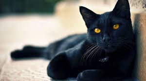 Cute Black Cat Hd Wallpaper