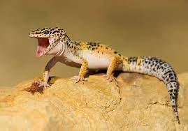 leopard gecko images