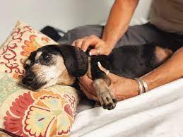 muscle spasms in dogs how to help
