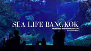 HD] Sea Life - Ocean World Bangkok, Siam Paragon - Thailand - YouTube