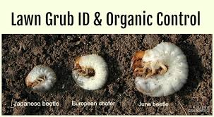 Do not use insecticide aerosols to spray the beetles. Grub Worm Control Organic Solutions To Safely Get Rid Of Grubs