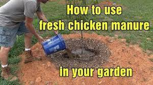 how to use fresh en manure in your