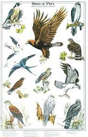 Birds Of Prey Poster Identification Chart Ii