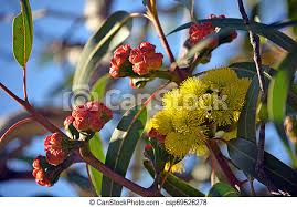 Yellow flowers (summer early), medium green foliage. Yellow Flowers And Red Buds Of The Mallee Gum Tree Eucalyptus Erythrocorys Vibrant Yellow Flowers And Red Buds Of The Mallee Canstock