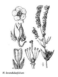 Sp. Helianthemum lavandulaefolium - florae.it