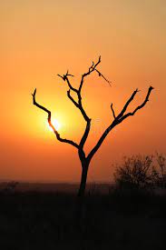 Sunset photography tips use picture controls or picture styles. African Sunset Through A Tree Stock Photo Image Of Wilderness Sunset 171574048