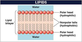 structure clification of lipids