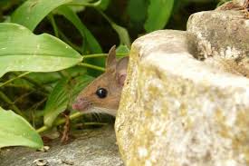 10 Facts About Mice To Help You Get Rid