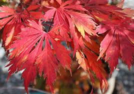 container anese maples tips