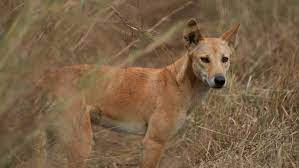 Purebred dingoes more common than researchers thought, genetic study finds  - ABC News
