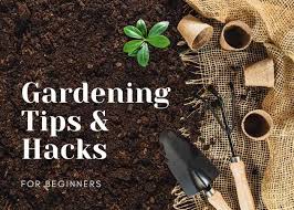 Gardening S For Beginners Koti Beth