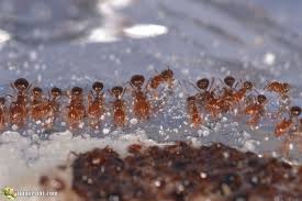 how to get rid of ants with borax by