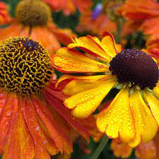 flowers that attract bees erflies