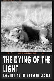 The Dying Of The Light Bovine Tuberculosis In Kruger Lions