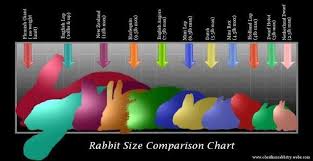 Rabbit Size Comparison Chart Giant Rabbit Flemish Giant