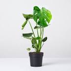 Resultado de imagem para monstera