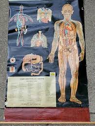 Sameer | russian english 中文 español deutsch 日本語 português. Vtg Cram Thin Man Anatomical 4 Overlay Chart Double Sided Intricately Detail 199 00 Picclick