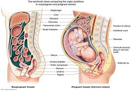 Diagram Showing How A Womens Body Changes When Pregnant