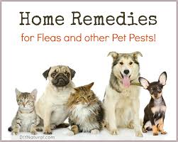 home remes for fleas and other