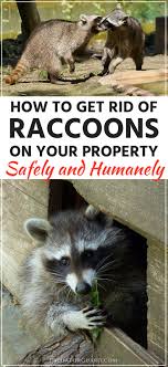 Next comes how to get rid of the raccoons for good. How To Get Rid Of Raccoons Predator Guard Predator Deterrents And Repellents