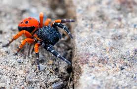 araignée rouge dans la maison causes