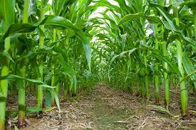 When Should Corn Be Planted in Arkansas?