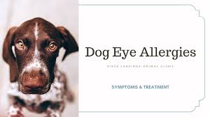 dog eye allergies symptoms and