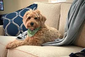 However, dog food designed especially for puppies or senior dogs is usually more appropriate. How Long Do Goldendoodles Stay Puppies Goldendoodle Advice