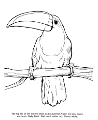 Explore 623989 free printable coloring pages for you can use our amazing online tool to color and edit the following toucan bird coloring pages. Google Image Result For Http Www Honkingdonkey Com Activity Pages Animal Drawings Animal L Zoo Animal Coloring Pages Zoo Coloring Pages Animal Coloring Pages