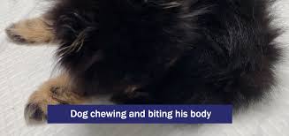 dog is scratching chewing himself raw