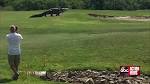 Goliath gator spotted at Palmetto golf course - YouTube