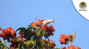 Beberapa ciri dari burung ini memiliki bulu dengan 2 warna yakni hitam serta putih, tetapi bila jadi perhatian burung ini nampak masih gagah. Jalak Bali Balai Ksda Bali