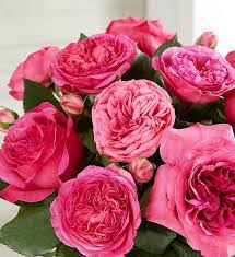 Facts About Garden Roses 1 800