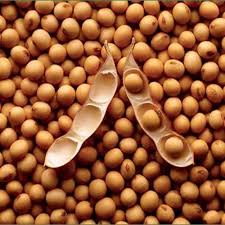Sunrise Natural Soybean Seeds, For Oil, Pack Size: 50