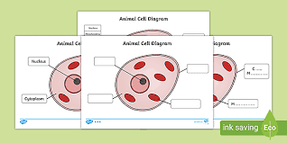 All cells come from existing cells, which carry chemical instructions to make new copies of themselves. Animal Cell Labelling Activity Basic Animal Cell Diagram