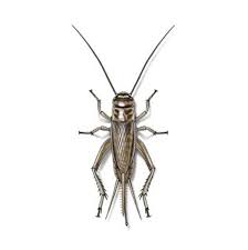House Cricket Identification Crickets