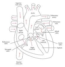 internal structure of human heart