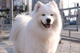 american eskimo a puppy you ll forever