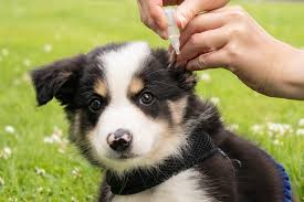 natural remes for ear mites in puppies