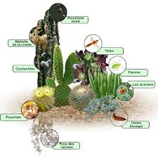 Nom de la plante :</strong azureocereus hertlingianus. Parasites Et Maladies Des Plantes Grasses Et Cactus Traitements Bio