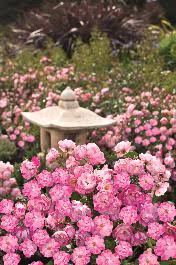 flower carpet pink splash rose rosa x