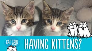 See our lists of cats waiting to be adopted click here. Adopting A Kitten Simon S Cat Care 101 Youtube
