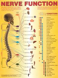 Nerve Function Chart Nerves Function Nerve Anatomy Human