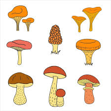 Mushroom Set Boletus Chanterelles