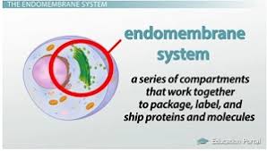 The Endomembrane System Functions Components Video
