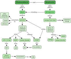 1 2 respiration photosynthesis and