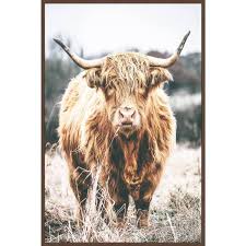 Scottish Highland Cattle By Marmont