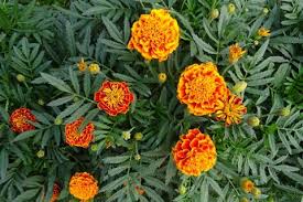 Marigolds: How to Plant and Grow Marigold Flowers | The Old Farmer's Almanac