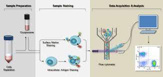 flow cytometry facs protocols sino